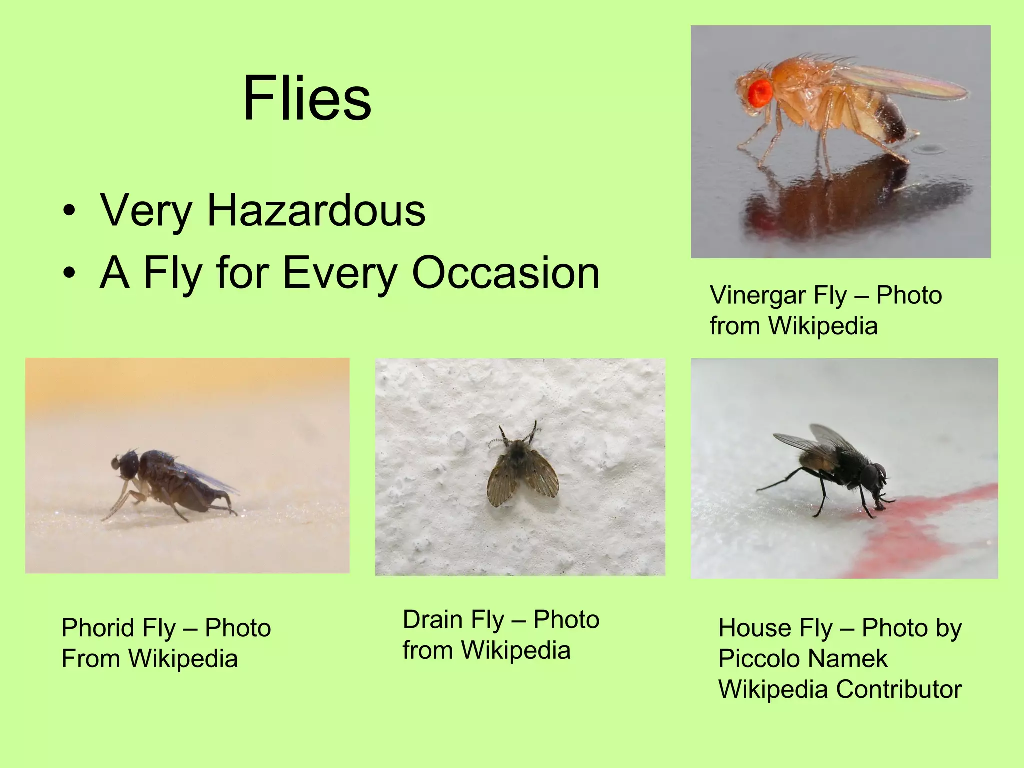 Flies Very Hazardous A Fly for Every Occasion Phorid Fly – Photo From Wikipedia Drain Fly – Photo from Wikipedia Vinergar Fly – Photo from Wikipedia House Fly – Photo by Piccolo Namek Wikipedia Contributor 