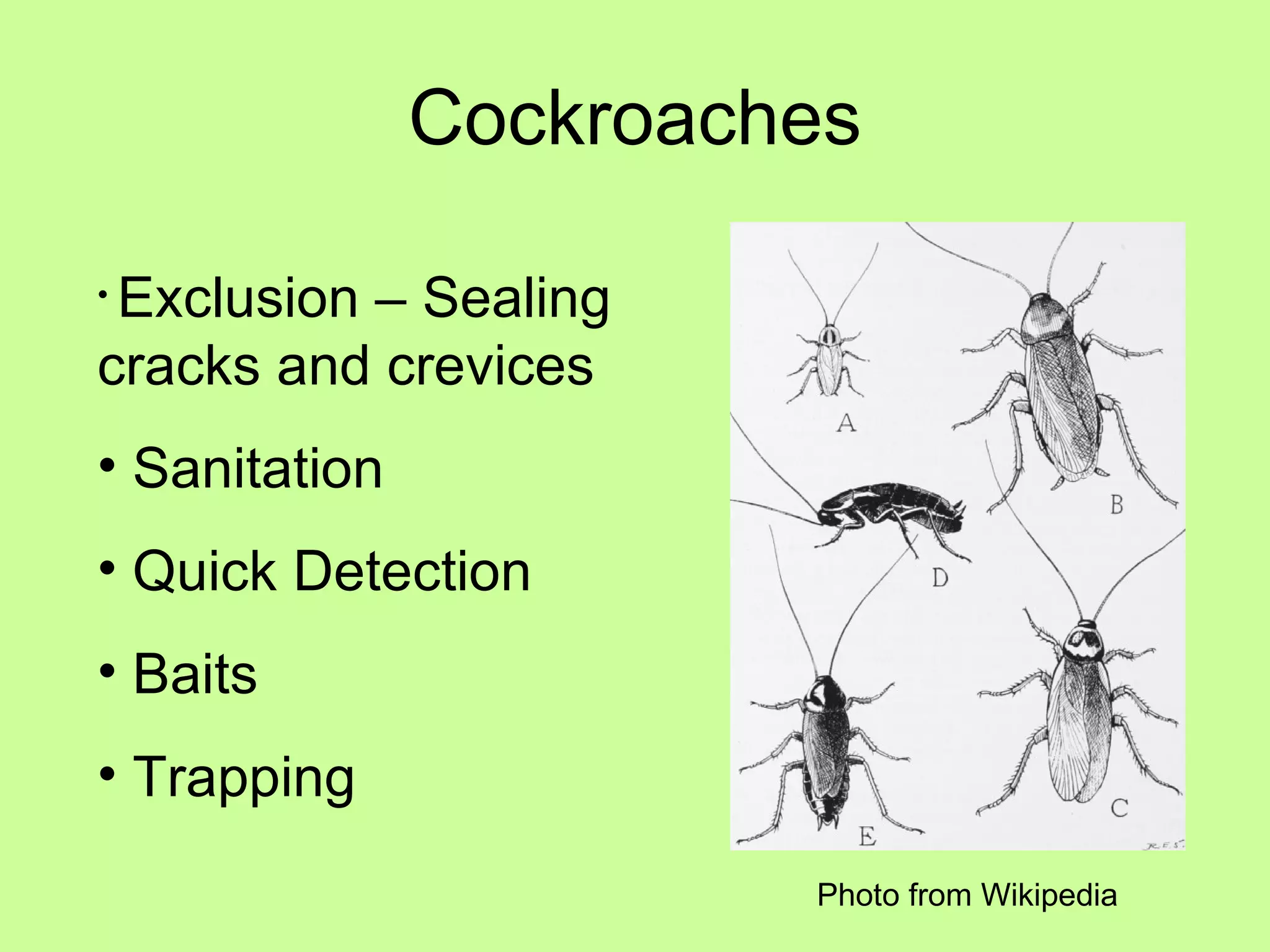 Cockroaches Exclusion – Sealing  cracks and crevices Sanitation Quick Detection Baits Trapping Photo from Wikipedia 
