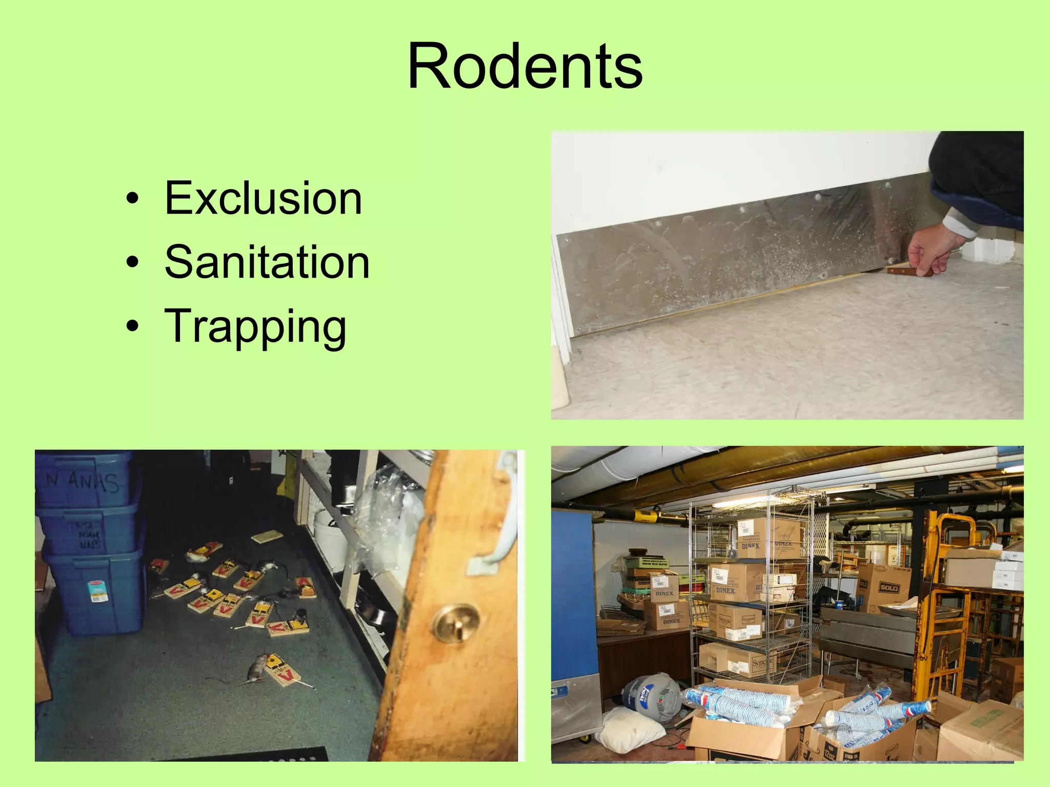 Rodents Exclusion Sanitation Trapping 
