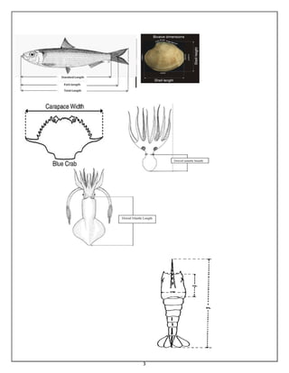 Legal Fish Minimum Legal Size for Exploited Marine Finfish and Shellfishes for ...