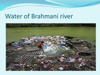 Water of Brahmani river
 