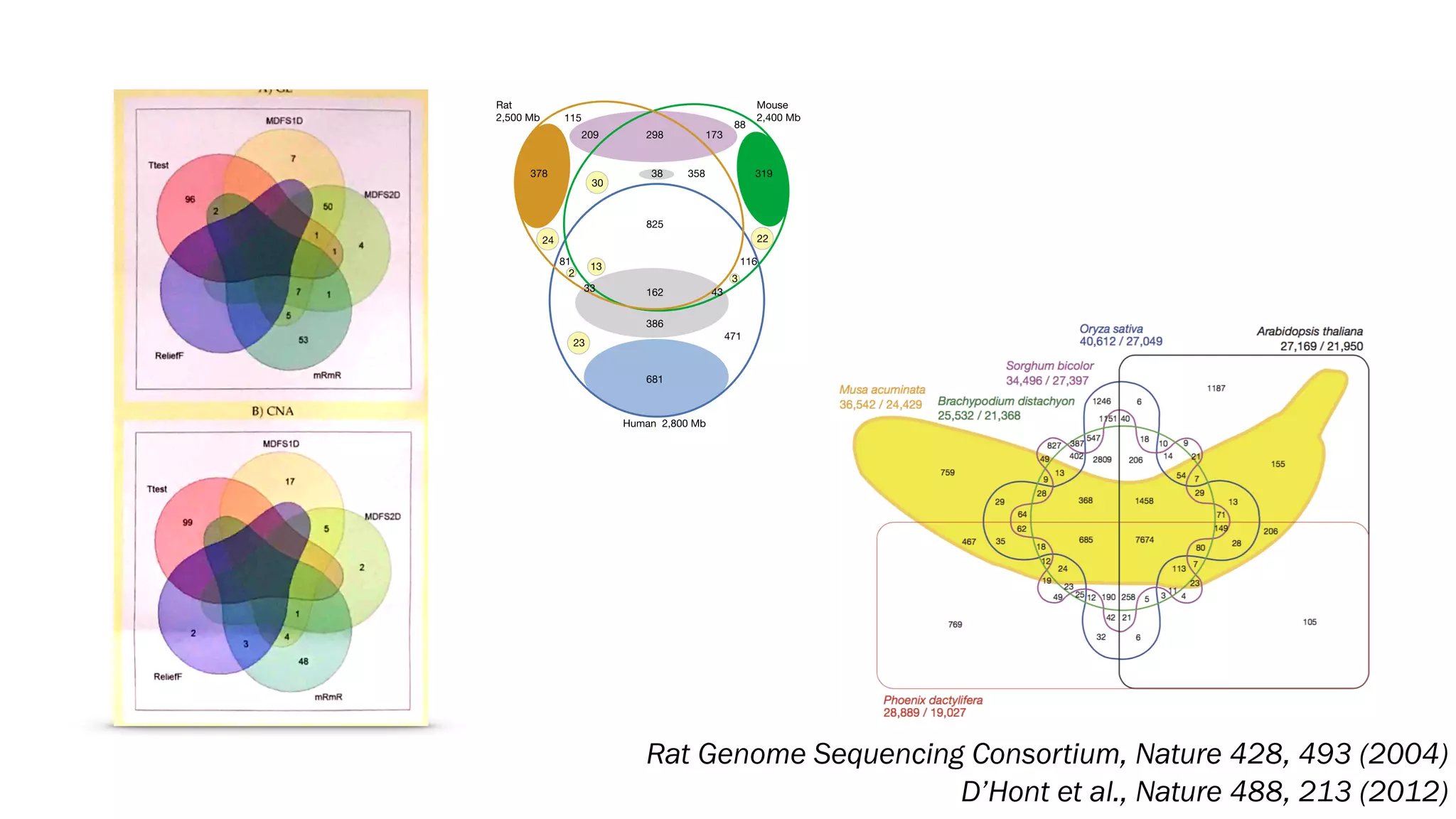 Rat Genome Sequencing Consortium, Nature 428, 493 (2004)
D’Hont et al., Nature 488, 213 (2012)
 