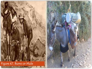 Figure 47. Burro or Mule

 