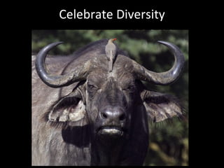 Script The Process US Constitution US Declaration of Independence Vision Process 