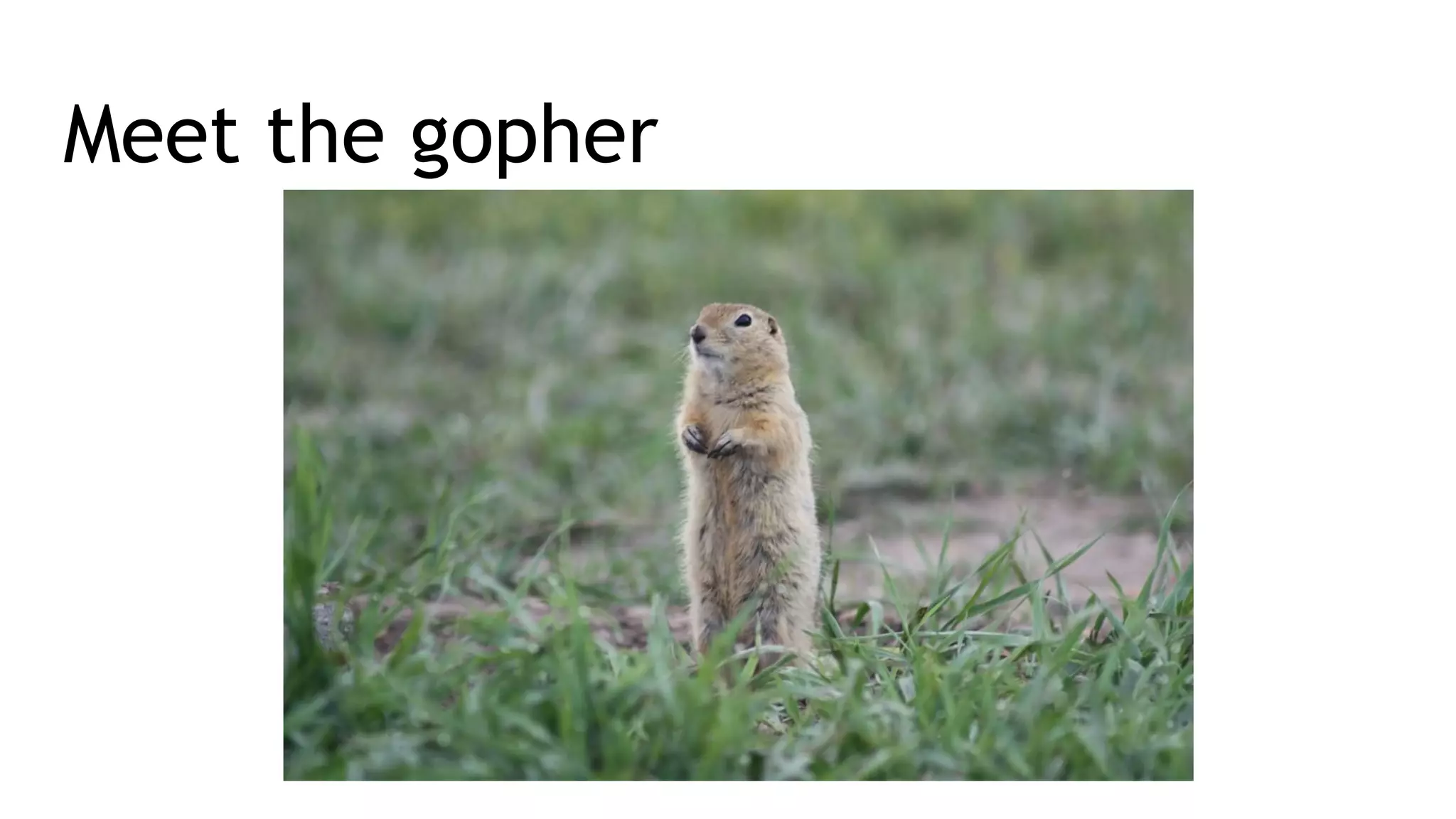 Meet the gopher 