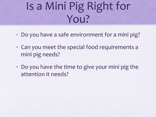 Is a Mini Pig Right for 
You? 
• Do you have a safe environment for a mini pig? 
• Can you meet the special food requirements a 
mini pig needs? 
• Do you have the time to give your mini pig the 
attention it needs? 
 