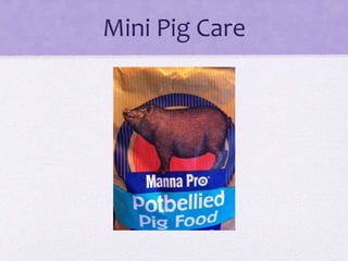 Mini Pig Care 
 