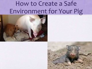 How to Create a Safe 
Environment for Your Pig 
 
