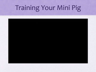 Training Your Mini Pig 
 