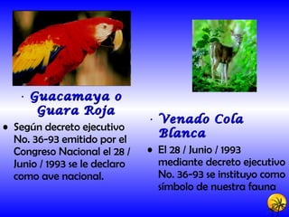 Guacamaya o Guara Roja Según decreto ejecutivo No. 36-93 emitido por el Congreso Nacional el 28 / Junio / 1993 se le declaro como ave nacional. Venado Cola Blanca El 28 / Junio / 1993 mediante decreto ejecutivo No. 36-93 se instituyo como símbolo de nuestra fauna 