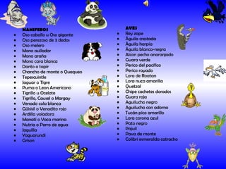 MAMIFEROS Oso caballo u Oso gigante Oso perezoso de 3 dedos Oso melero Mono aullador Mono araña Mono cara blanca Danto o tapir Chancho de monte o Quequeo Tepescuintle Jaguar o Tigre Puma o Leon Americano Tigrillo u Ocelote Tigrillo, Causel o Margay Venado cola blanca Güisisil o Venadito rojo Ardilla voladora Manatí o Vaca marina Nutria o Perro de agua Jaguilla Yaguarundi Grison   AVES Rey zope Águila crestada Águila harpia Águila blanca-negra Alcon pecho anaranjado Guara verde Perico del pacifico Perico rayado Lora de Roatan Lora nuca amarilla Quetzal Chipe cachetes dorados Guara roja Aguilucho negro Aguilucho con adorno Tucán pico amarillo Lora corona azul Pato negro Pajuil Pava de monte Colibri esmeralda catracho   