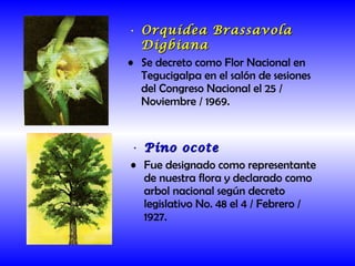 Orquídea Brassavola Digbiana Se decreto como Flor Nacional en Tegucigalpa en el salón de sesiones del Congreso Nacional el 25 / Noviembre / 1969. Pino ocote Fue designado como representante de nuestra flora y declarado como arbol nacional según decreto legislativo No. 48 el 4 / Febrero / 1927. 