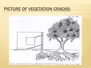 PICTURE OF VEGETATION CRACKS:
 