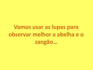 Vamos usar as lupas para
observar melhor a abelha e o
zangão…