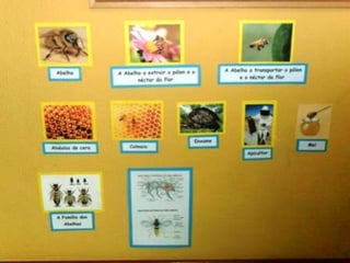 Mini projeto abelhas