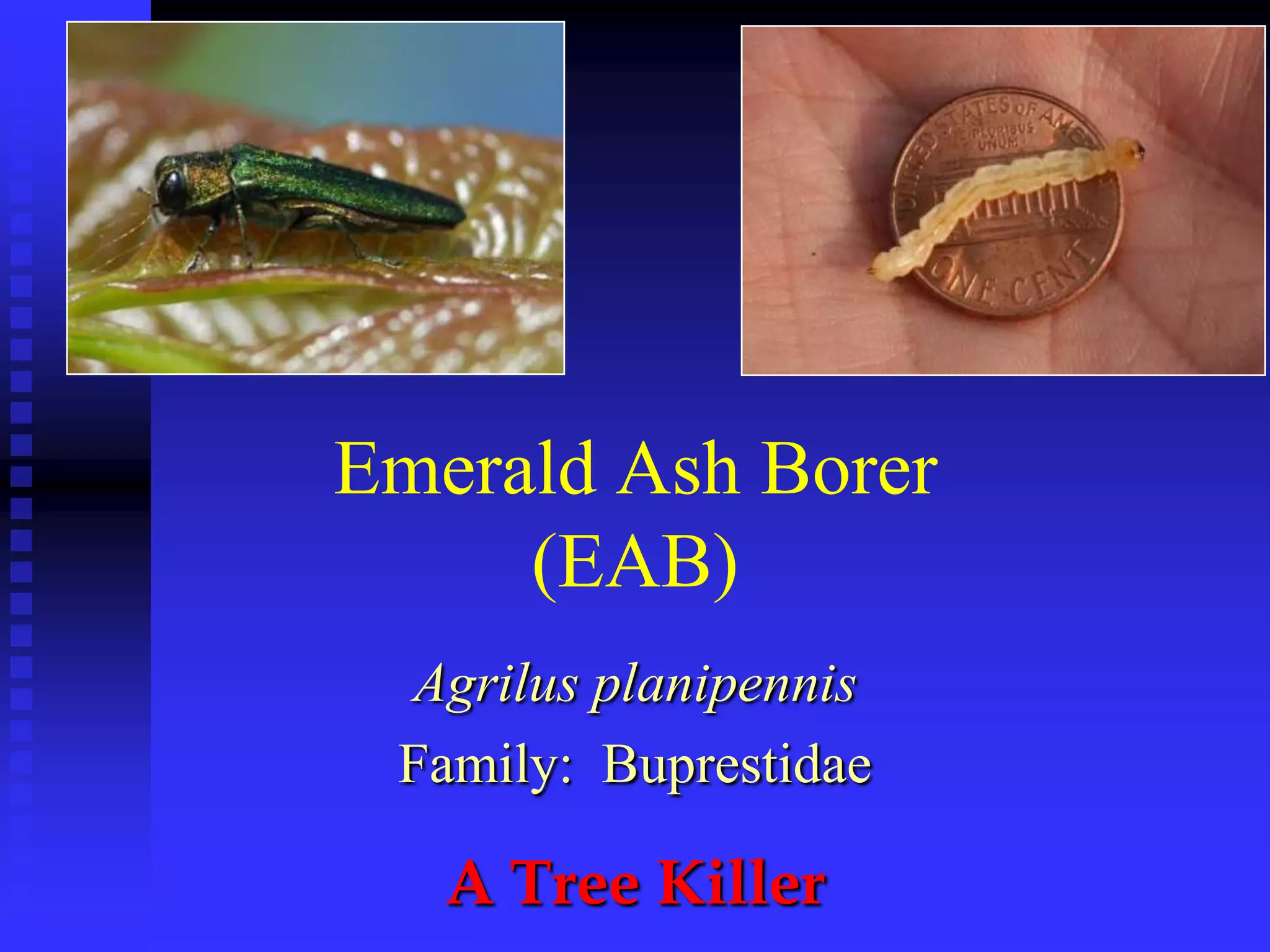 Emerald Ash Borer(EAB)Agrilus planipennisFamily:  BuprestidaeA Tree Killer  