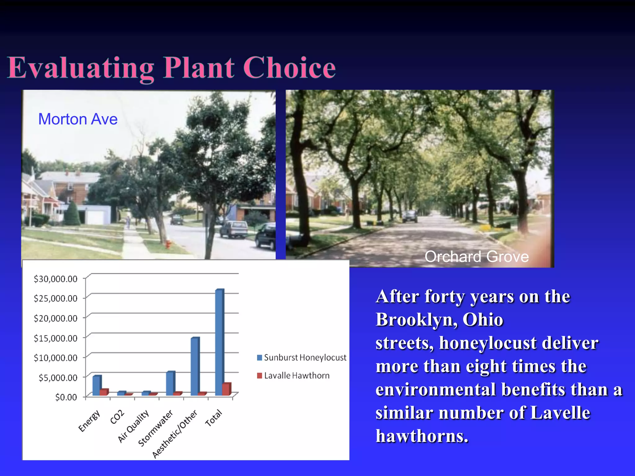 From i-Tree: treebenefits.comTrees act as mini-reservoirs, controlling runoff at the source. Trees reduce runoff by:Intercepting and holding rain on leaves, branches and barkIncreasing infiltration and storage of rainwater through the tree's root systemReducing soil erosion by slowing rainfall before it strikes the soil