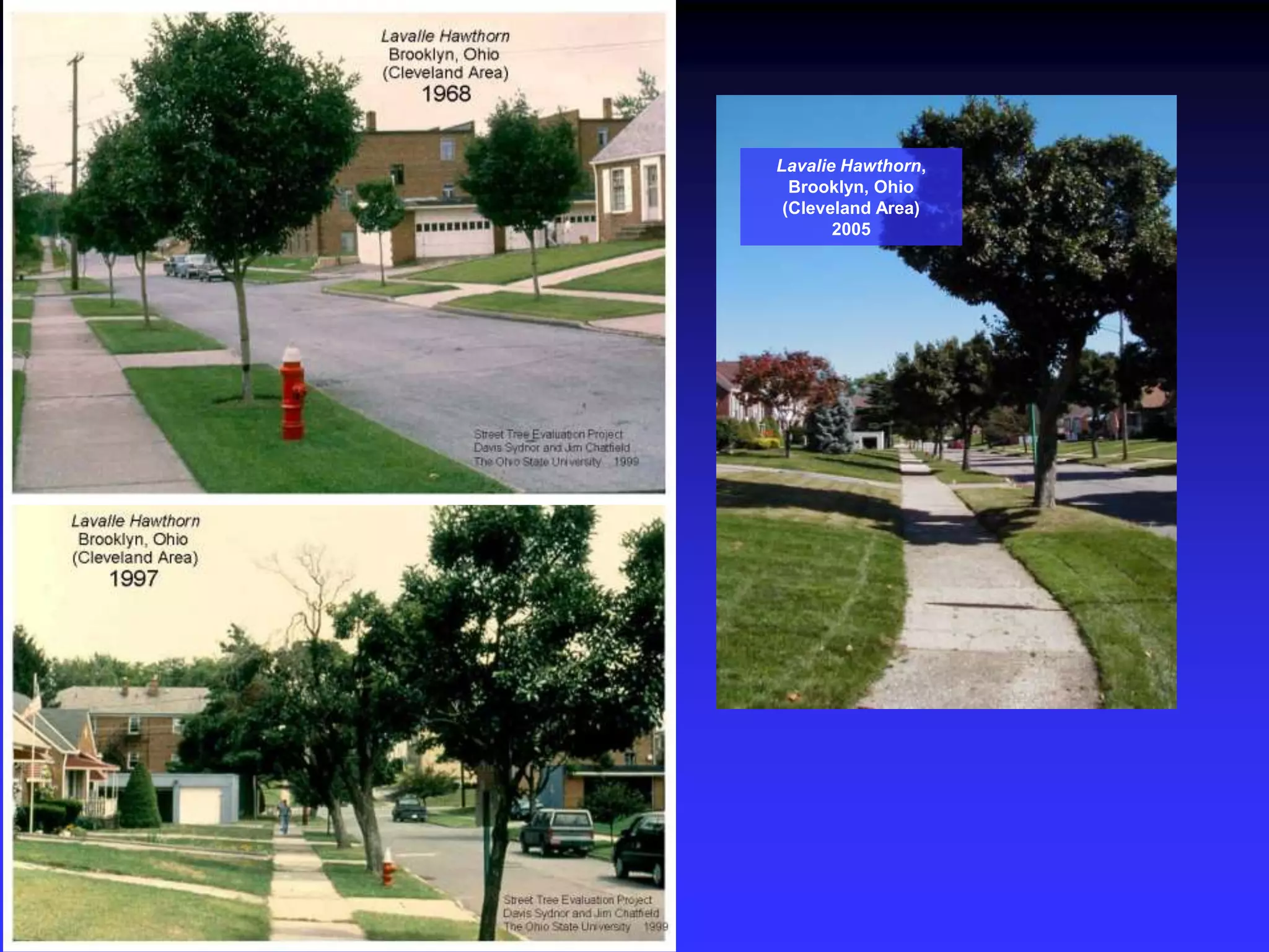 Lavalie Hawthorn, Brooklyn, Ohio(Cleveland Area)2005