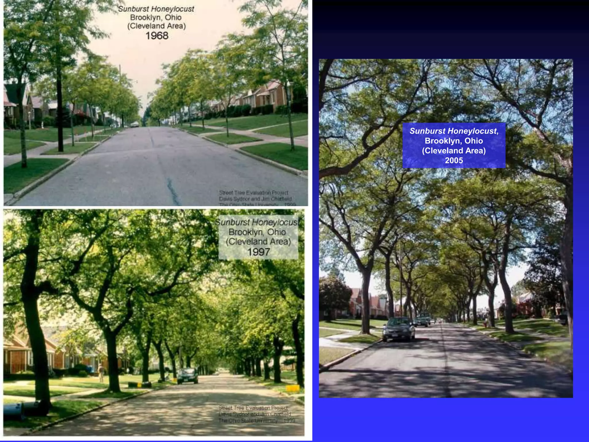 Sunburst Honeylocust, Brooklyn, Ohio(Cleveland Area)2005