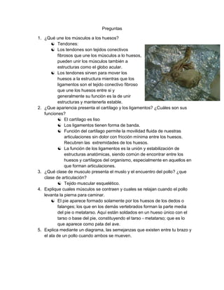 Preguntas

1. ¿Qué une los músculos a los huesos?
        Tendones:
        Los tendones son tejidos conectivos
           fibrosos que une los músculos a lo huesos,
           pueden unir los músculos también a
           estructuras como el globo acular.
        Los tendones sirven para mover los
           huesos a la estructura mientras que los
           ligamentos son el tejido conectivo fibroso
           que une los huesos entre si y
           generalmente su función es la de unir
           estructuras y mantenerla estable.
2. ¿Que apariencia presenta el cartílago y los ligamentos? ¿Cuáles son sus
   funciones?
            El cartílago es liso
            Los ligamentos tienen forma de banda.
            Función del cartílago permite la movilidad fluida de nuestras
               articulaciones sin dolor con fricción mínima entre los huesos.
               Recubren las extremidades de los huesos.
            La función de los ligamentos es la unión y estabilización de
               estructuras anatómicas, siendo común de encontrar entre los
               huesos y cartílagos del organismo, especialmente en aquellos en
               que forman articulaciones.
3. ¿Qué clase de musculo presenta el muslo y el encuentro del pollo? ¿que
   clase de articulación?
            Tejido muscular esquelético.
4. Explique cuales músculos se contraen y cuales se relajan cuando el pollo
   levanta la pierna para caminar.
        El pie aparece formado solamente por los huesos de los dedos o
           falanges; los que en los demás vertebrados forman la parte media
           del pie o metatarso. Aquí están soldados en un hueso único con el
           tarso o base del pie, constituyendo el tarso - metatarso; que es lo
           que aparece como pata del ave.
5. Explica mediante un diagrama, las semejanzas que existen entre tu brazo y
   el ala de un pollo cuando ambos se mueven.
 