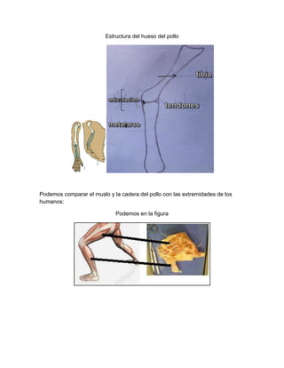 Estructura del hueso del pollo




Podemos comparar el muslo y la cadera del pollo con las extremidades de los
humanos:

                             Podemos en la figura
 
