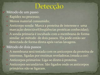 tecnica Western blot