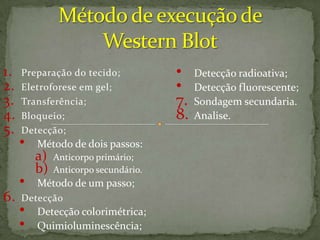 tecnica Western blot