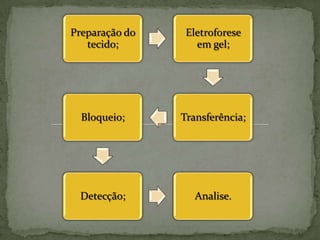tecnica Western blot