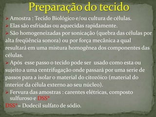 tecnica Western blot