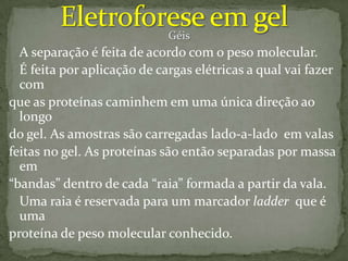 tecnica Western blot