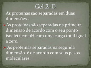 tecnica Western blot