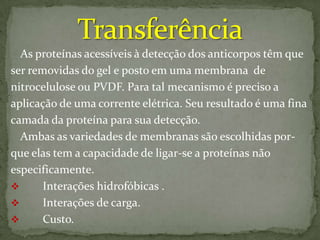 tecnica Western blot