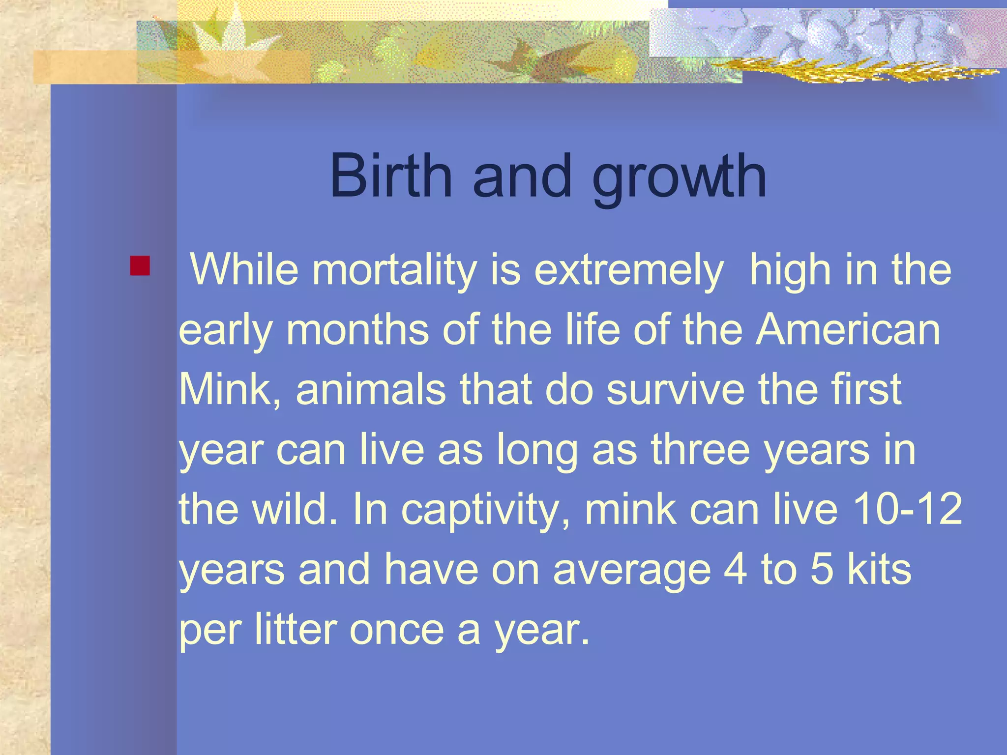Birth and growth While mortality is extremely  high in the early months of the life of the American Mink, animals that do survive the first year can live as long as three years in the wild. In captivity, mink can live 10-12 years and have on average 4 to 5 kits per litter once a year.  