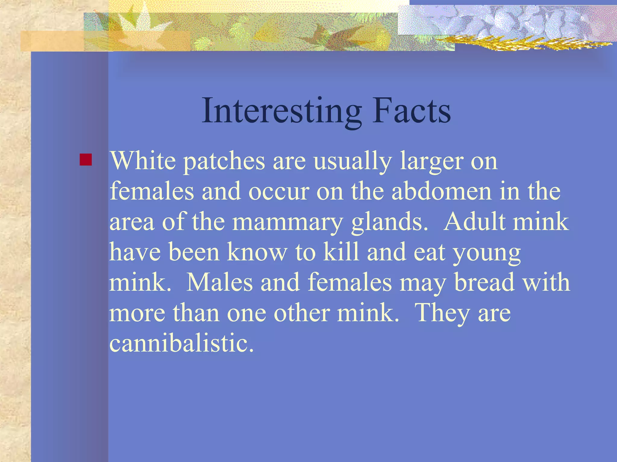 Interesting Facts White patches are usually larger on females and occur on the abdomen in the area of the mammary glands.  Adult mink have been know to kill and eat young mink.  Males and females may bread with more than one other mink.  They are cannibalistic.  