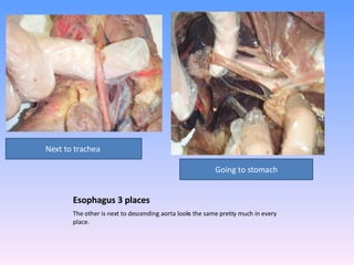 Esophagus 3 places The other is next to descending aorta looks the same pretty much in every place.  Next to trachea  Going to stomach 