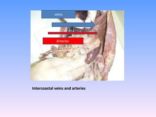 Intercoastal veins and arteries  veins Arteries  