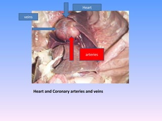 Heart and Coronary arteries and veins Heart arteries veins 