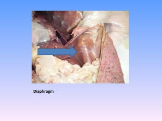 Diaphragm 