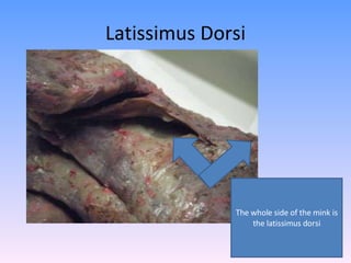 Latissimus Dorsi The whole side of the mink is the latissimus dorsi 
