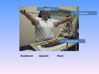 Duodenum  Jejunum  Ileum  Duodenum Jejunum Ileum 