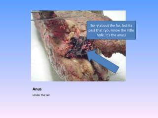 Anus  Under the tail Sorry about the fur, but its past that (you know the little hole, it’s the anus) 