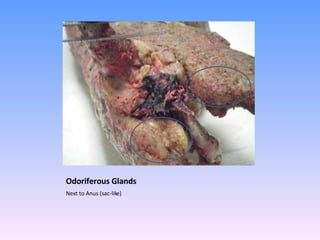 Odoriferous Glands Next to Anus (sac-like) 
