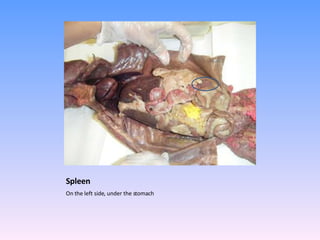 Spleen  On the left side, under the stomach 