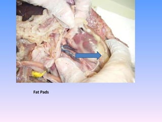 Fat Pads  