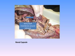 Renal Capsule Shiny Stuff (membrane around kidneys) 