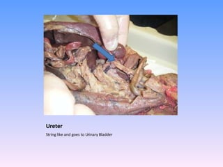 Ureter String like and goes to Urinary Bladder 