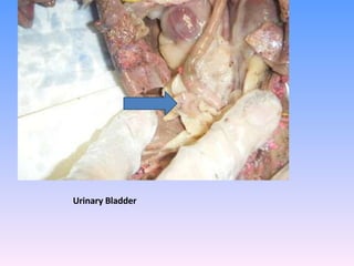 Urinary Bladder 