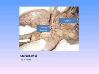 Uterus/Cornua Top of vagina Urinary Bladder Uterus  