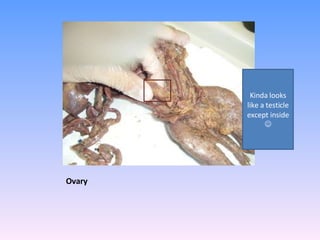 Ovary Kinda looks like a testicle except inside   