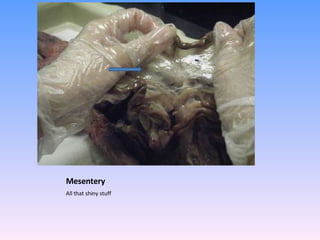 Mesentery All that shiny stuff 